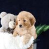 Image of Mia, a Golden Retriever puppy