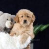 Image of Mia, a Golden Retriever puppy