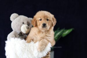 Image of Mia, a Golden Retriever puppy