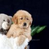 Image of Mia, a Golden Retriever puppy