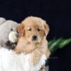 Image of Mia, a Golden Retriever puppy