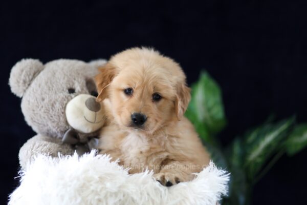 Image of Miles, a Golden Retriever puppy