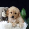 Image of Miles, a Golden Retriever puppy