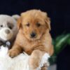 Image of Milo, a Golden Retriever puppy