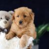 Image of Milo, a Golden Retriever puppy