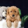 Image of Milo, a Golden Retriever puppy