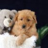 Image of Milo, a Golden Retriever puppy