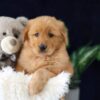 Image of Milo, a Golden Retriever puppy