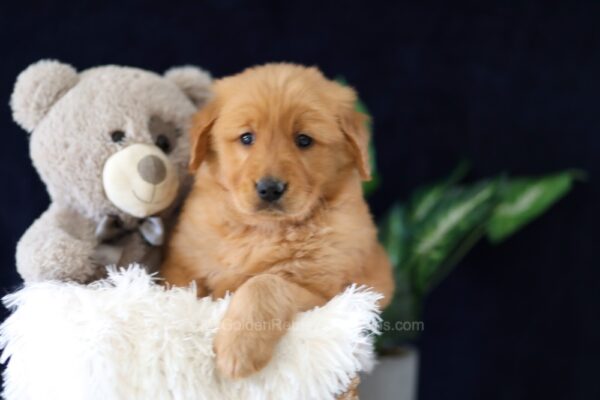 Image of Milo, a Golden Retriever puppy