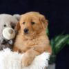 Image of Milo, a Golden Retriever puppy