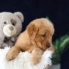 Image of Milo, a Golden Retriever puppy