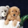 Image of Milo, a Golden Retriever puppy