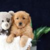 Image of Milo, a Golden Retriever puppy