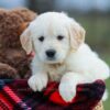 Image of Missy, a Golden Retriever puppy