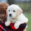 Image of Missy, a Golden Retriever puppy