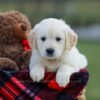 Image of Missy, a Golden Retriever puppy