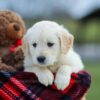 Image of Missy, a Golden Retriever puppy