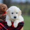 Image of Missy, a Golden Retriever puppy