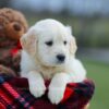 Image of Missy, a Golden Retriever puppy