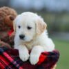 Image of Missy, a Golden Retriever puppy