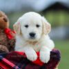 Image of Missy, a Golden Retriever puppy