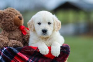 Image of Missy, a Golden Retriever puppy