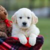 Image of Missy, a Golden Retriever puppy