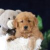 Image of Molly, a Golden Retriever puppy