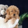 Image of Molly, a Golden Retriever puppy