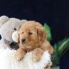 Image of Molly, a Golden Retriever puppy