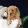 Image of Molly, a Golden Retriever puppy