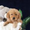 Image of Molly, a Golden Retriever puppy