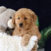 Image of Molly, a Golden Retriever puppy