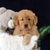 Image of Molly, a Golden Retriever puppy