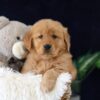 Image of Molly, a Golden Retriever puppy