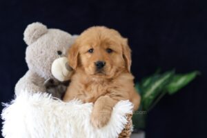 Image of Molly, a Golden Retriever puppy