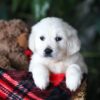 Image of Popcorn, a Golden Retriever puppy