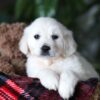 Image of Popcorn, a Golden Retriever puppy