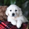 Image of Popcorn, a Golden Retriever puppy