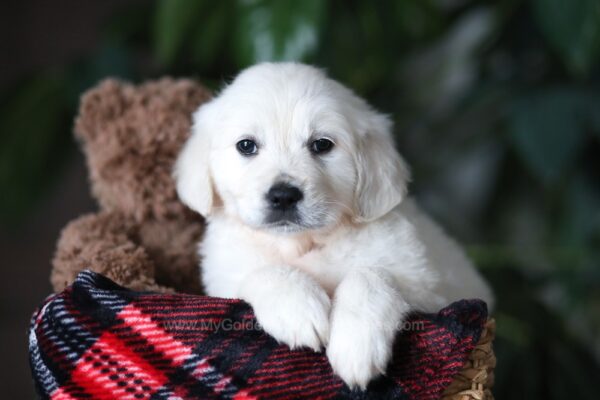 Image of Popcorn, a Golden Retriever puppy