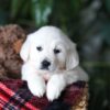 Image of Popcorn, a Golden Retriever puppy