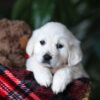 Image of Popcorn, a Golden Retriever puppy