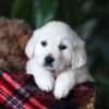 Image of Popcorn, a Golden Retriever puppy