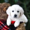 Image of Pretzel, a Golden Retriever puppy