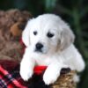 Image of Pretzel, a Golden Retriever puppy