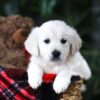 Image of Pretzel, a Golden Retriever puppy