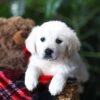 Image of Pretzel, a Golden Retriever puppy