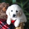 Image of Pretzel, a Golden Retriever puppy