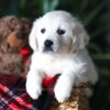 Image of Pretzel, a Golden Retriever puppy