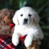 Image of Pretzel, a Golden Retriever puppy